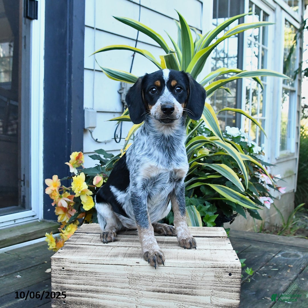 Mixed Breed dogs for sale: Farrah - Ad 3