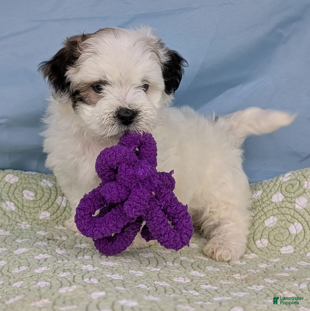 Teddy Bear dogs for sale: Trouble Puff - Ad 11