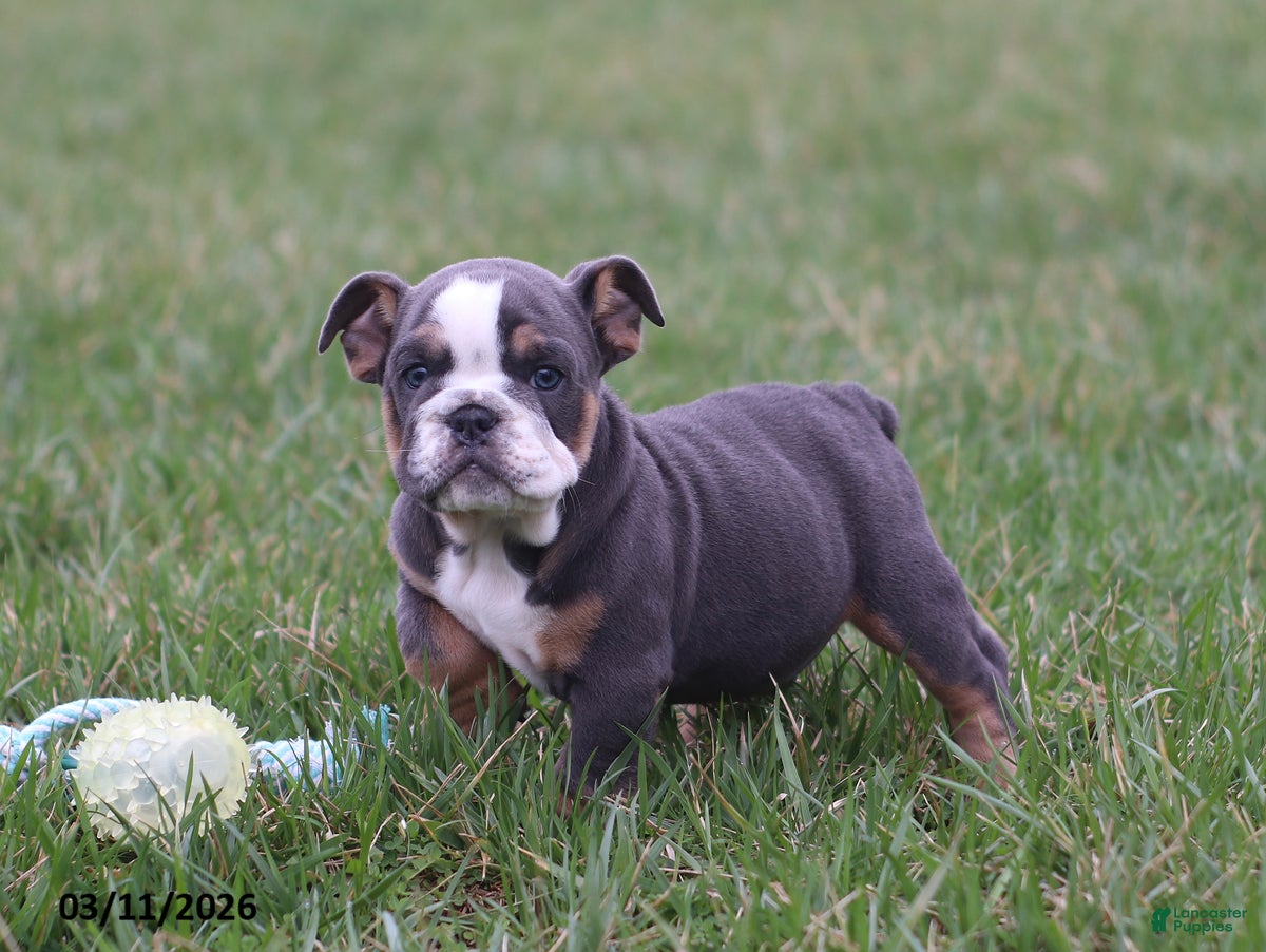 English Bulldog dogs Reno - Ad 2