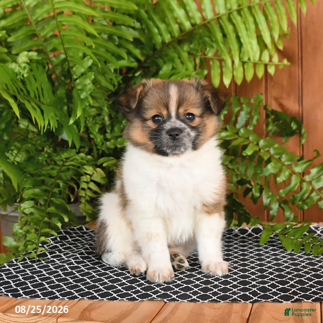 Mixed Breed dogs for sale: Pumpkin - Ad 1