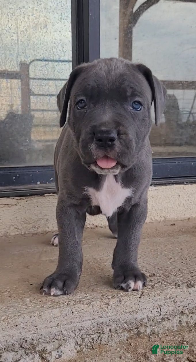 Cane Corso dogs Sol - Ad 1