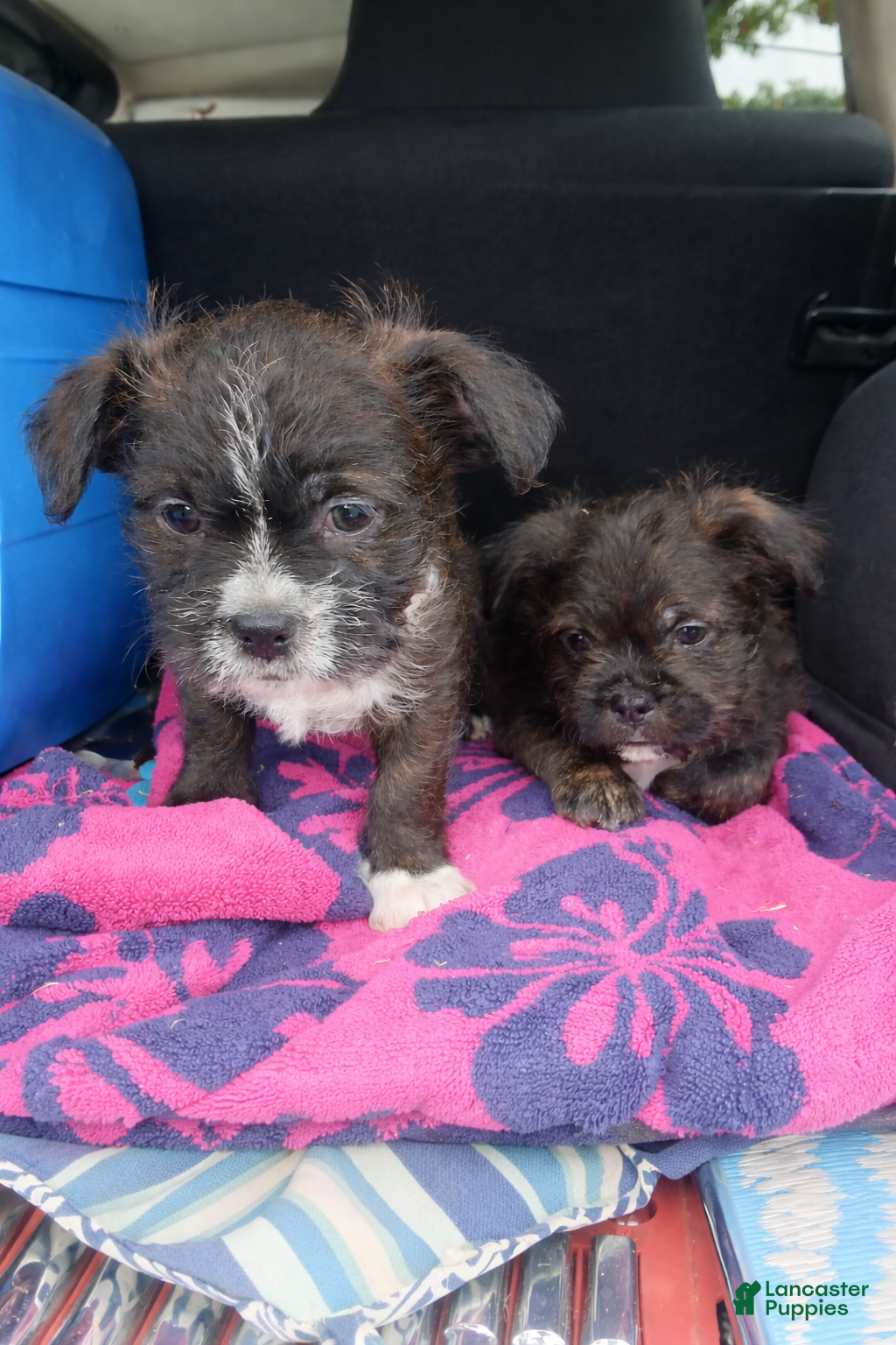 Mixed Breed dogs Chewy - Ad 1