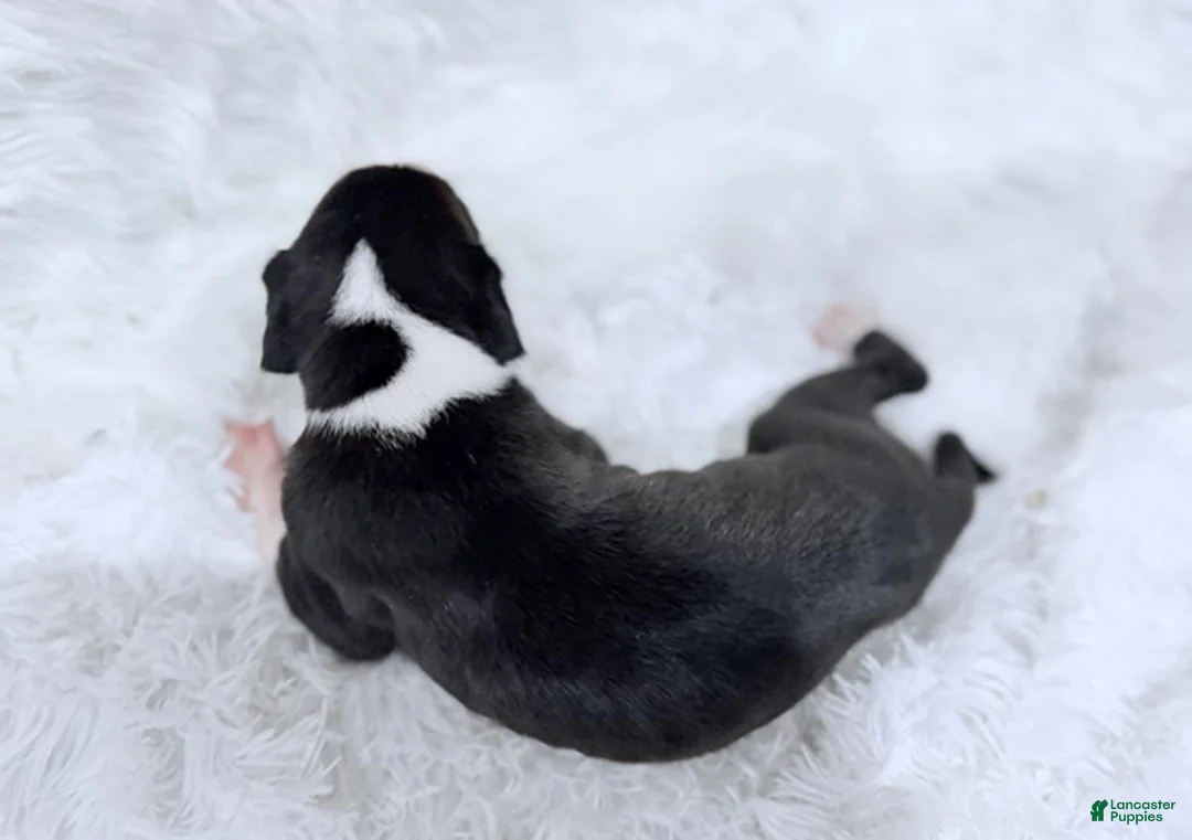 Great Dane dogs for sale: Ginny Weasley - Ad 3