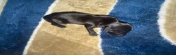 Miniature Dachshund dogs for sale: Miniature Dachshund 5 - Ad 2
