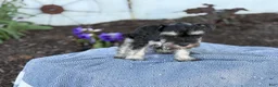 Miniature Schnauzer dogs for sale: Trixy - Ad 18