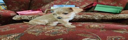 Chorkie dogs for sale: Bell - Ad 5