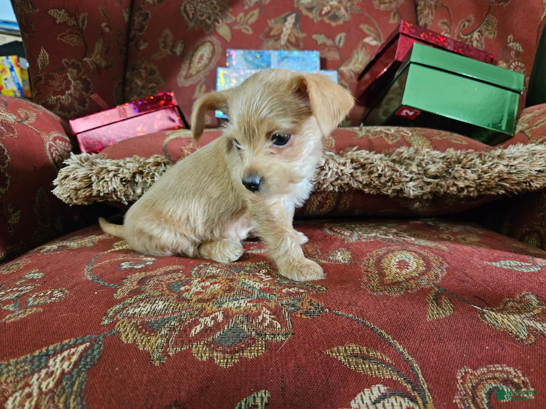 Chorkie dogs for sale: Bell - Ad 5
