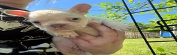 French Bulldog dogs for sale: French Bulldog Puppy 6 (standard fur potential pink/albino) - Ad 6