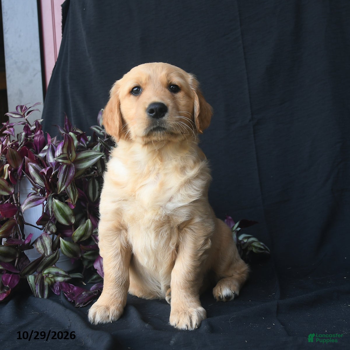 Golden Retriever dogs for sale: Jack Frost  - Ad 1