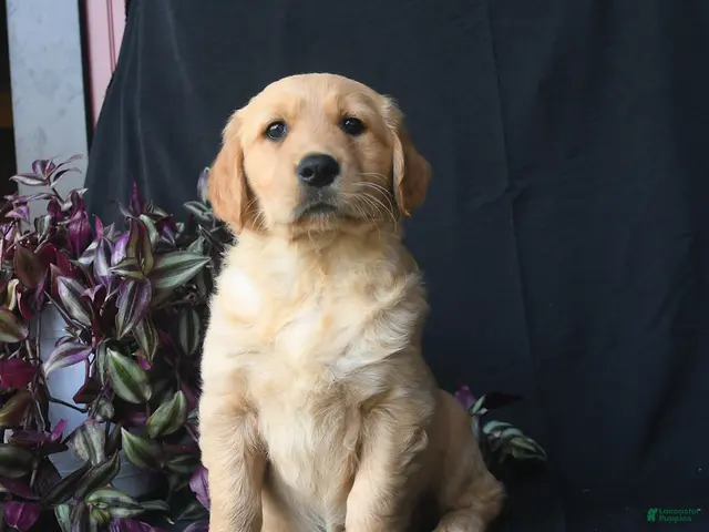 Golden Retriever dogs for sale: Jack Frost - Ad 1