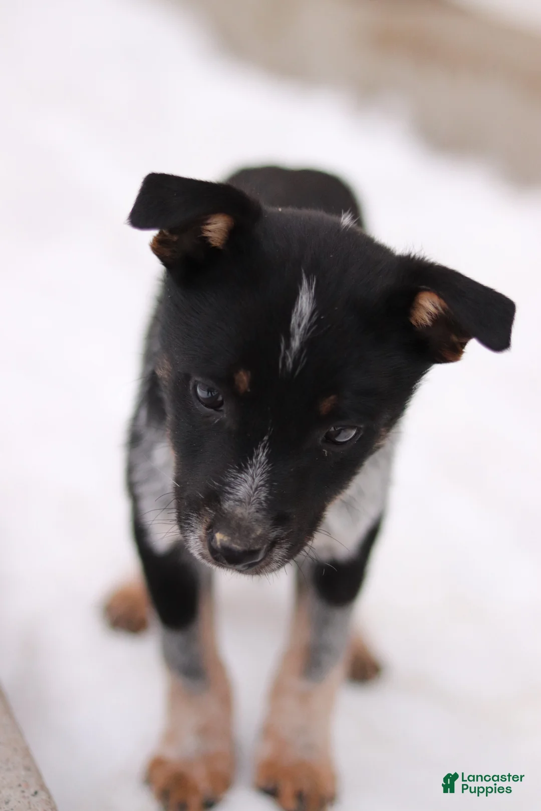 Australian Cattle Dog dogs for sale: Ranger - Ad 1