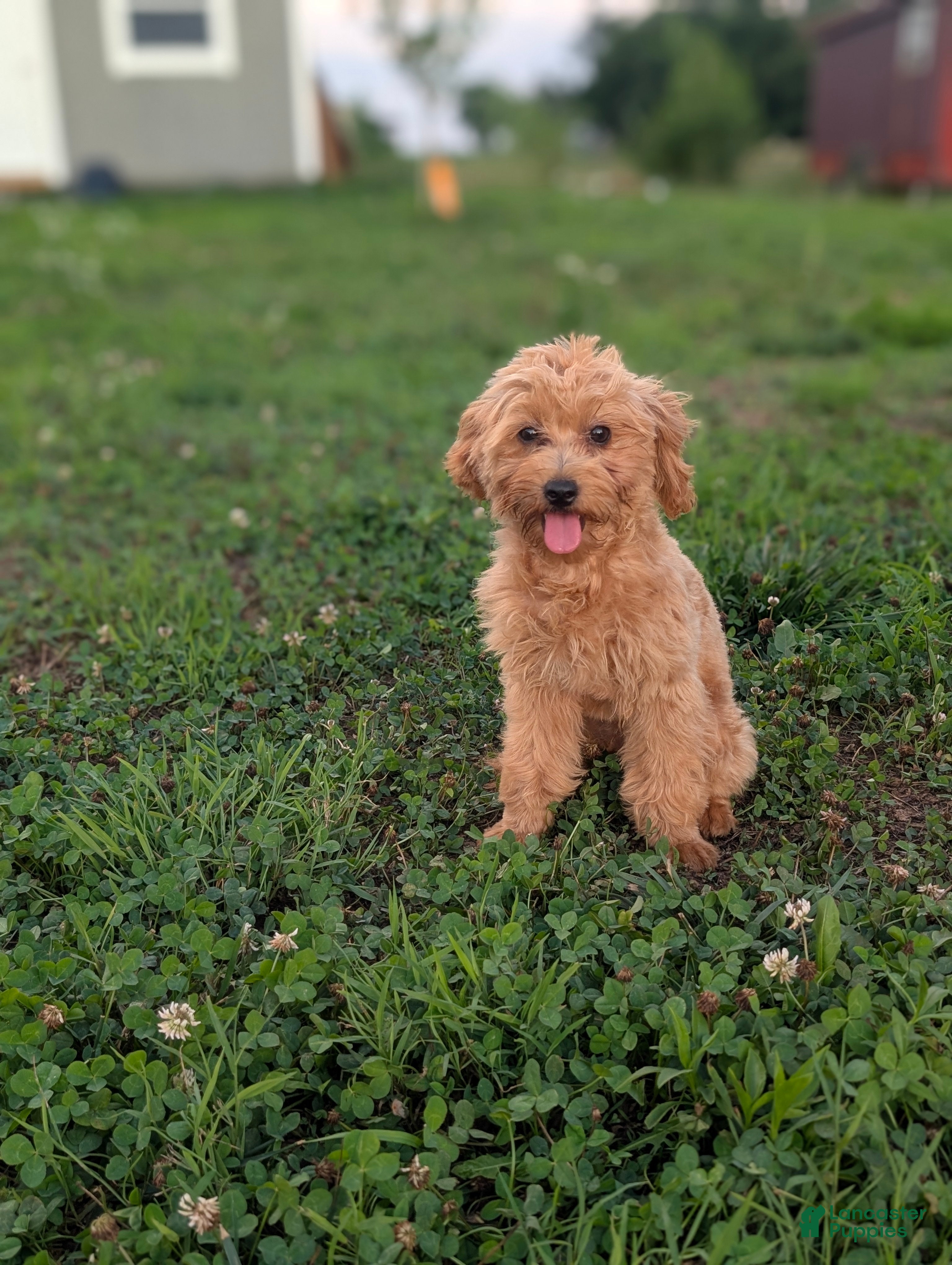 Maltipoo dogs Coby - Ad 31