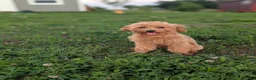 Maltipoo dogs for sale: Coby - Ad 1