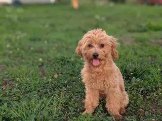Maltipoo dogs Coby - Ad 31