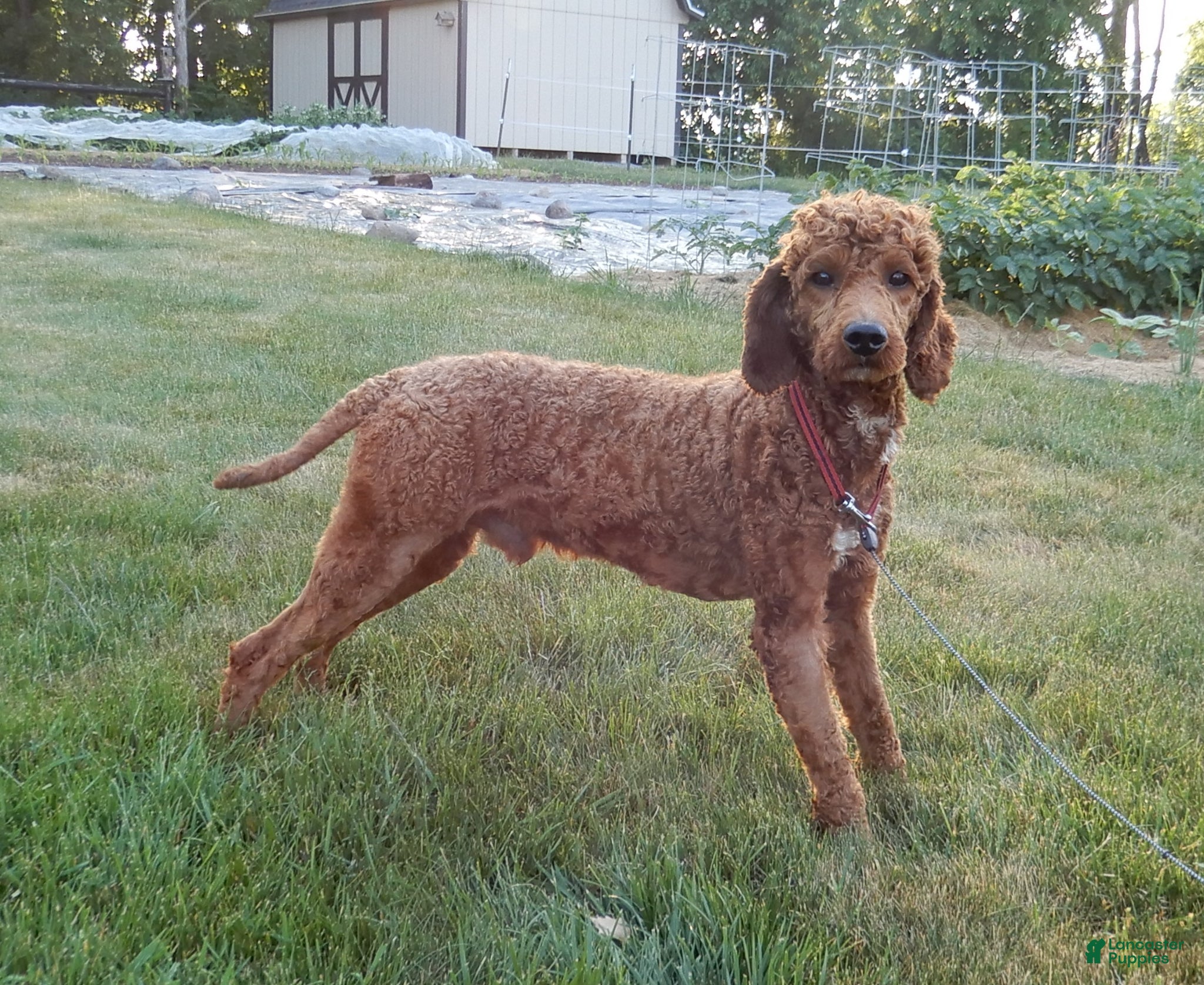 Mixed Breed dogs Benji -MOYEN STUD - Ad 37