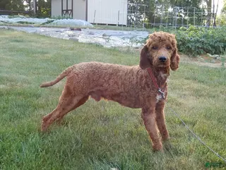 Mixed Breed dogs Benji -MOYEN STUD - Ad 37