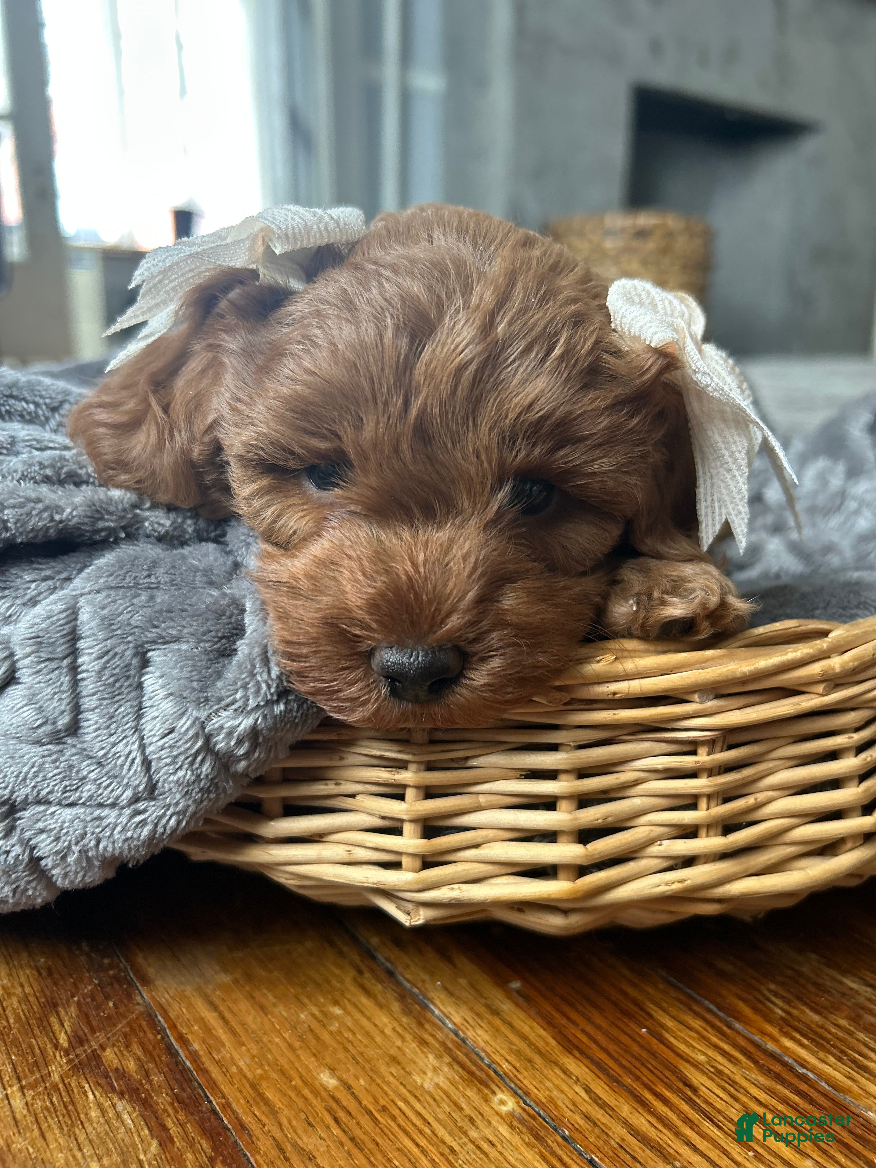 Mini Bernedoodle dogs Ivy - Ad 1
