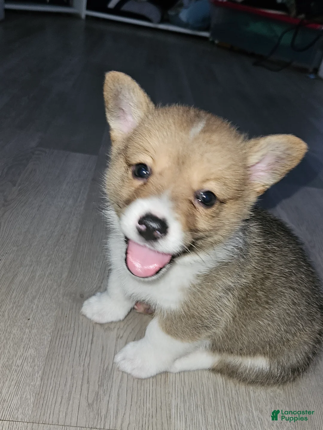 Welsh Corgi Pembroke dogs for sale: GALE - Ad 6