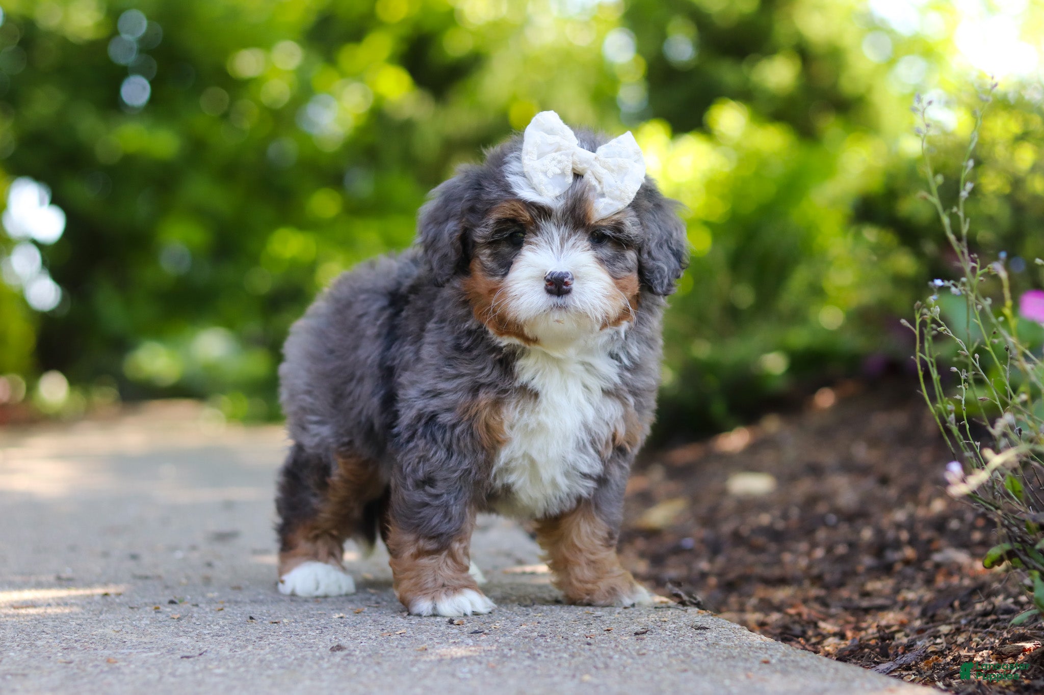 Mini Bernedoodle dogs Sadie - Ad 2