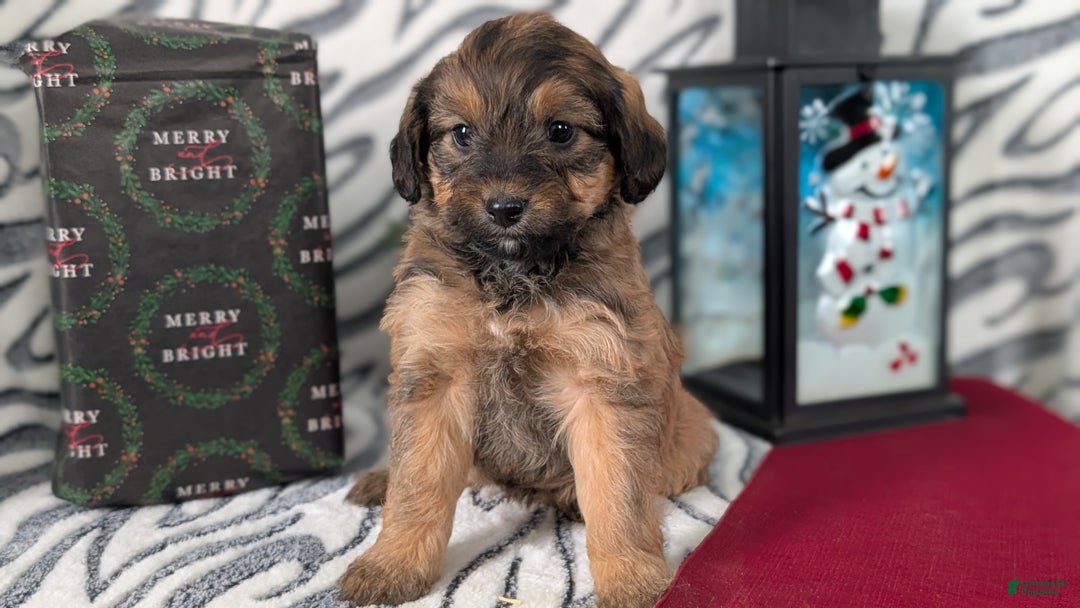 Mixed Breed dogs for sale: Avery - Ad 6