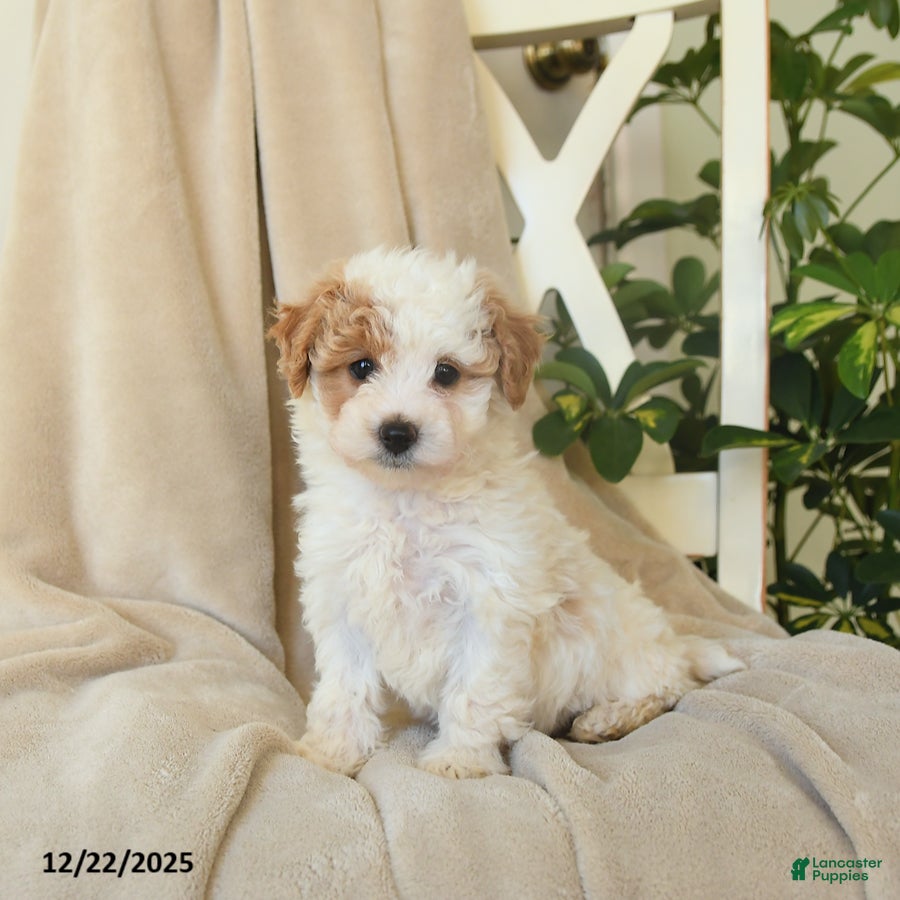 Havapoo dogs Laura - Ad 31