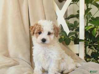 Havapoo dogs Laura - Ad 31