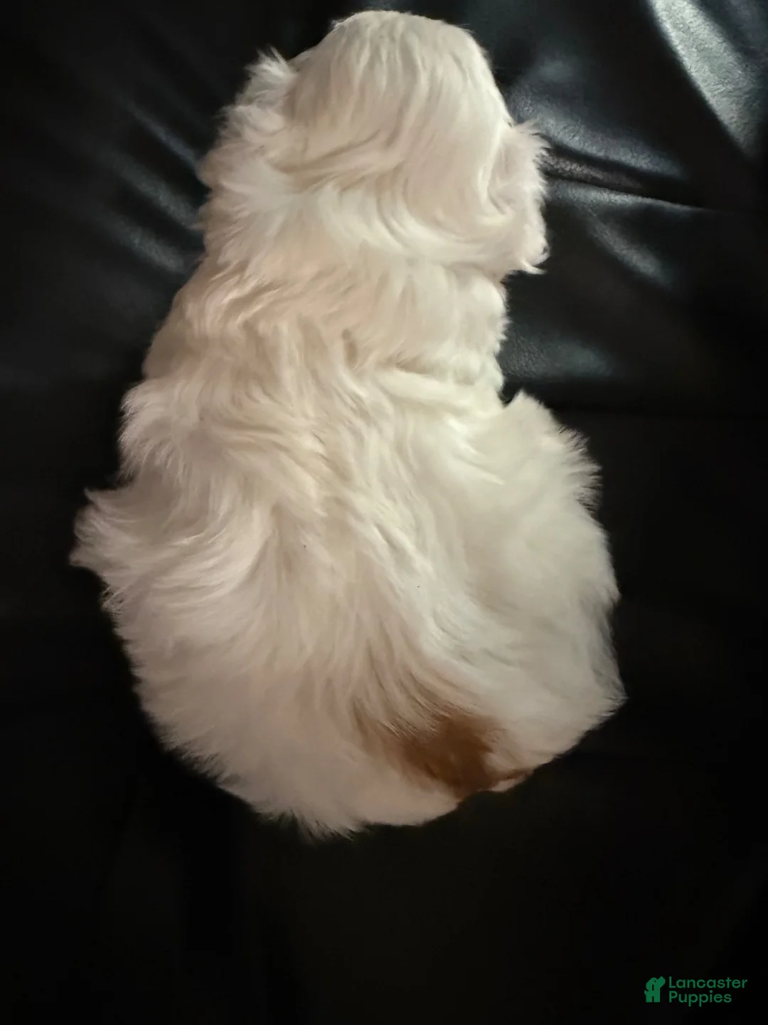 Chinese Crested dogs for sale: Chinese Crested 1 - Ad 2