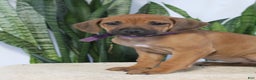 Rhodesian Ridgeback dogs for sale: Bailey - Ad 2