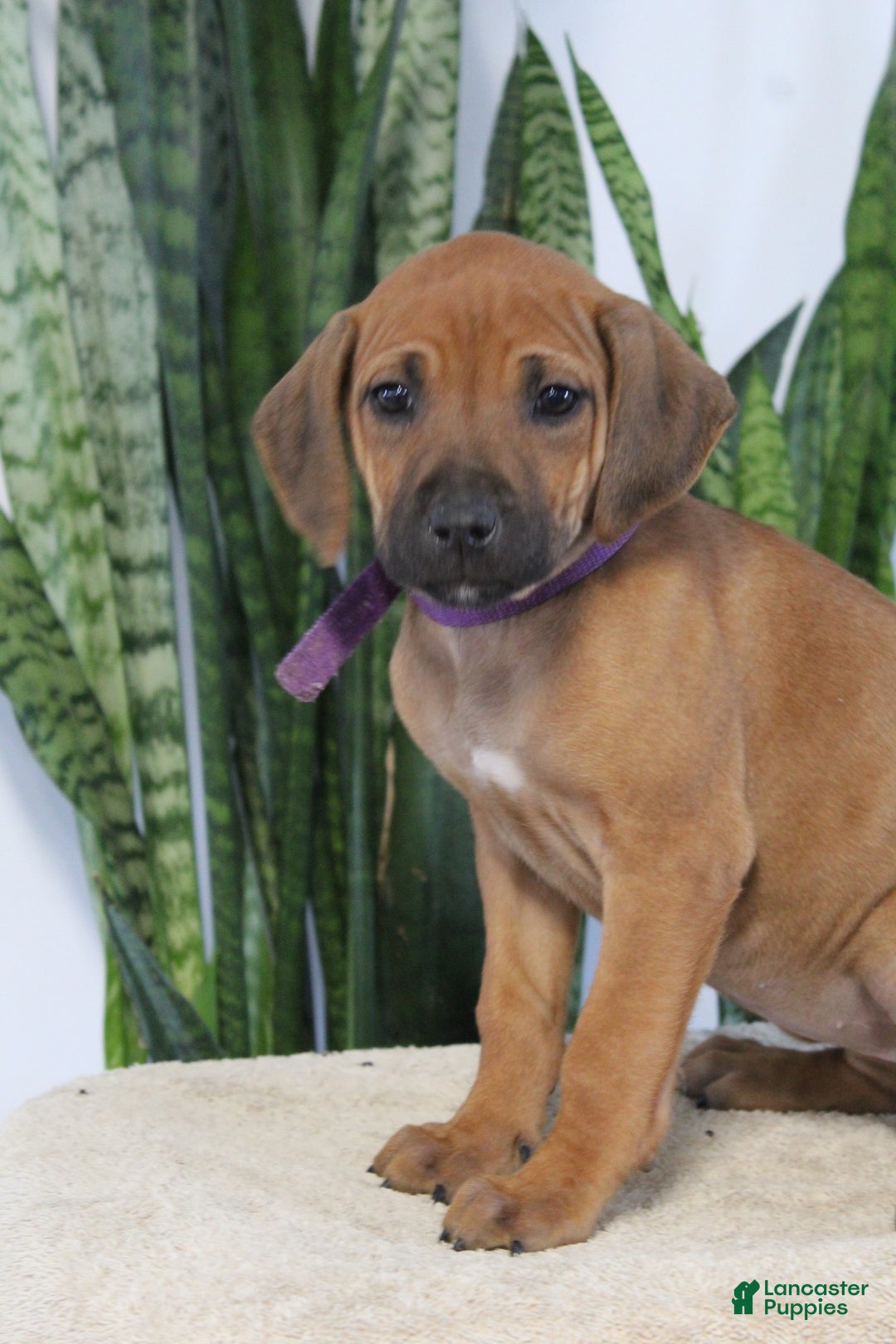 Rhodesian Ridgeback dogs for sale: Bailey - Ad 2
