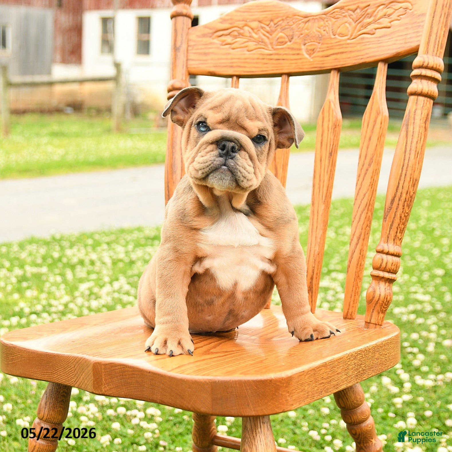 English Bulldog dogs Lincoln  - Ad 1
