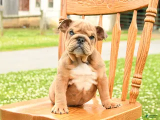 English Bulldog dogs for sale: Lincoln - Ad 3
