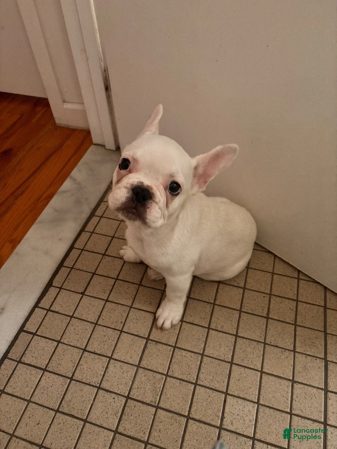 French Bulldog dogs for sale: French Bulldog 1 - Ad 15