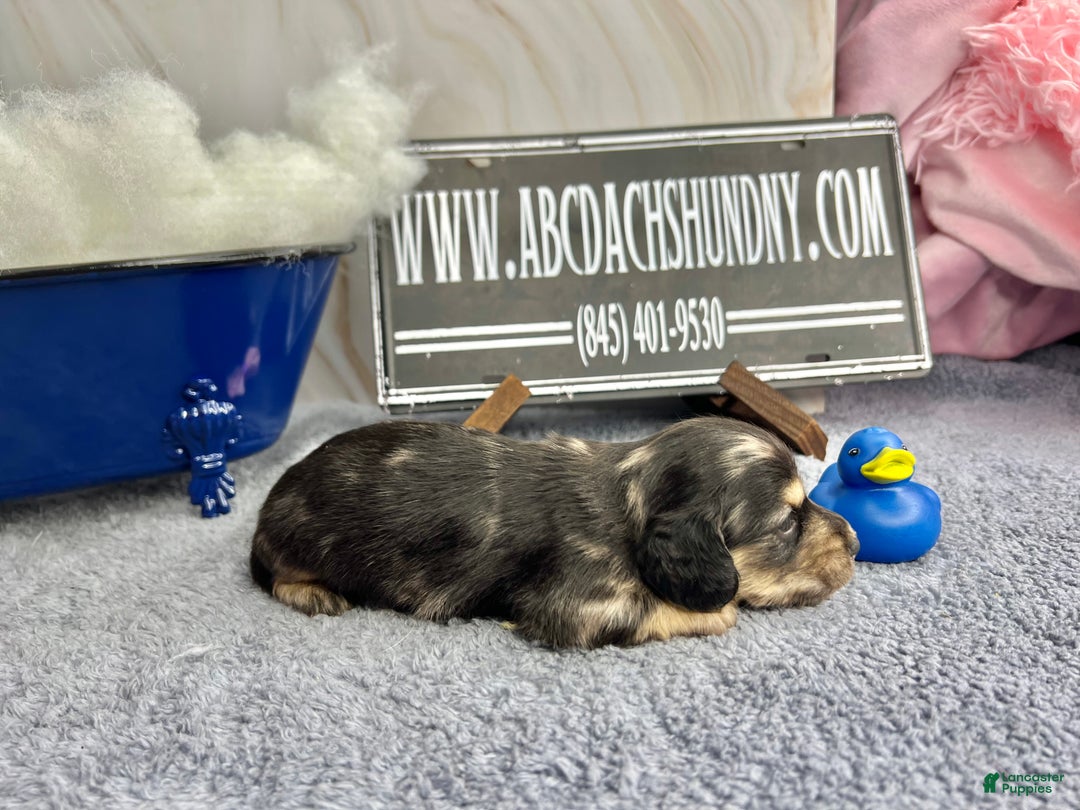 Miniature Dachshund dogs for sale: Black and cream dapple - South african - Ad 9