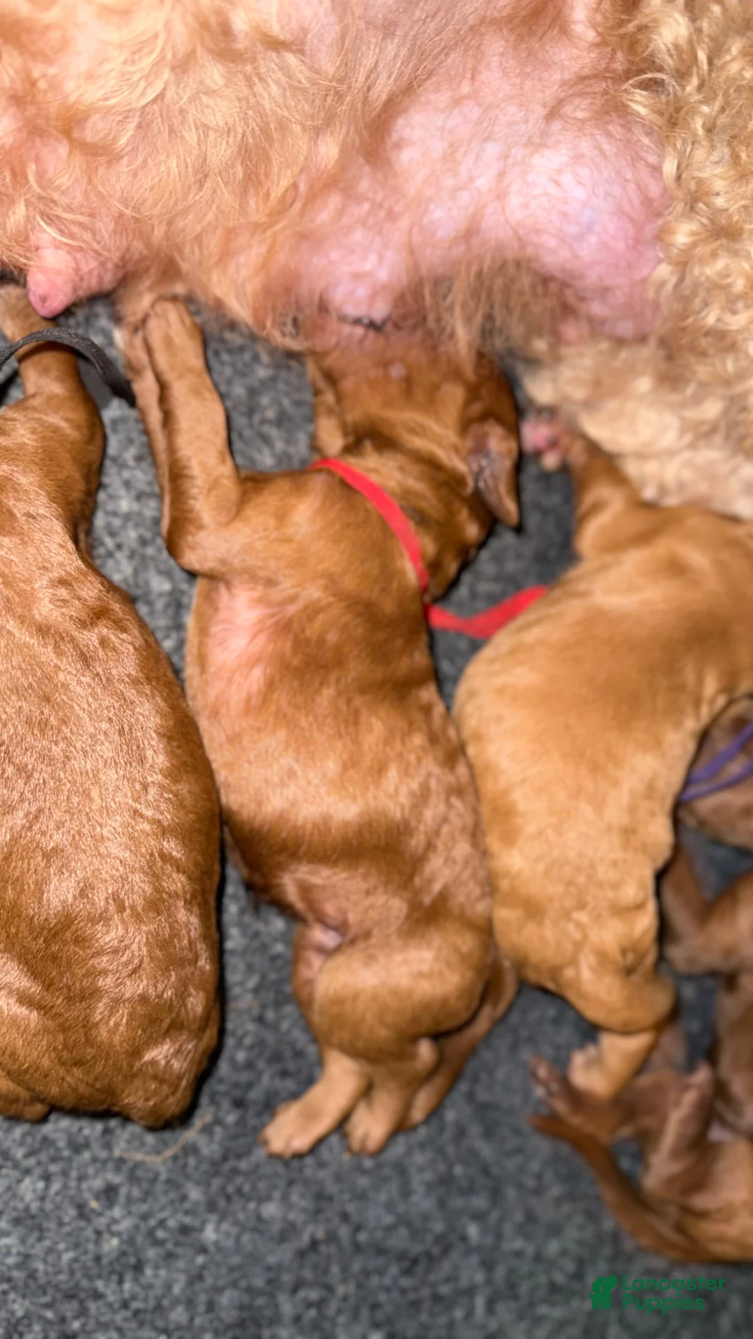 Standard Poodle dogs for sale: Red - Ad 1