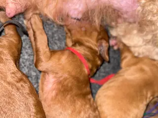 Standard Poodle dogs Red - Ad 29