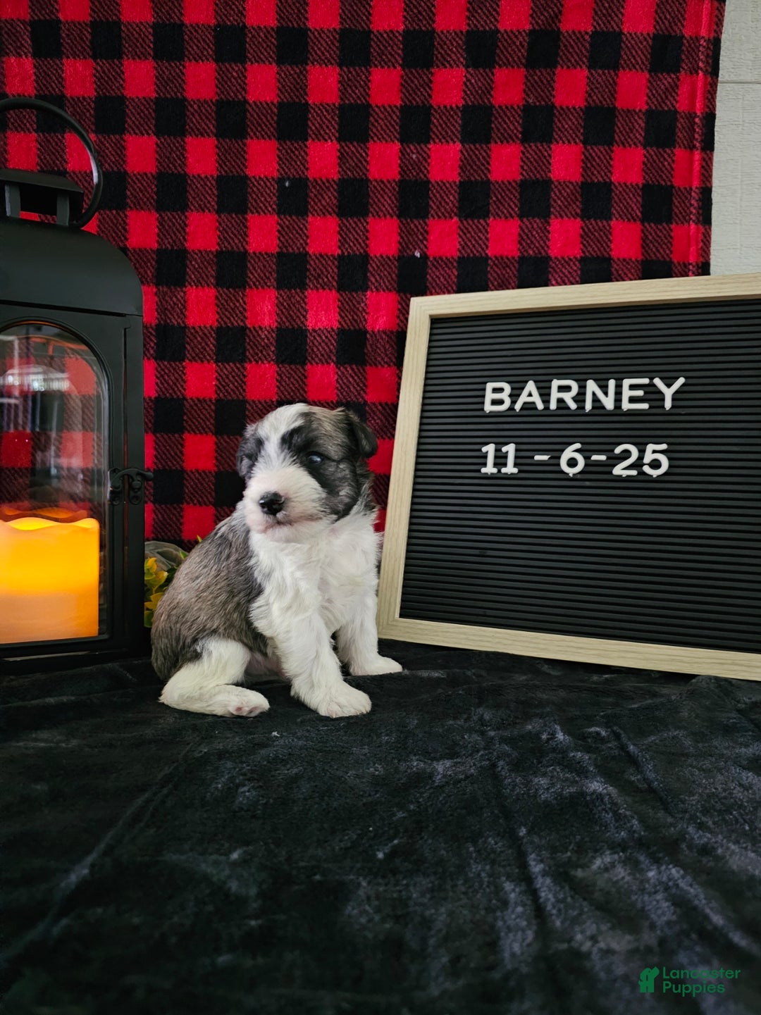 Miniature Schnauzer dogs for sale: Barney - Ad 4
