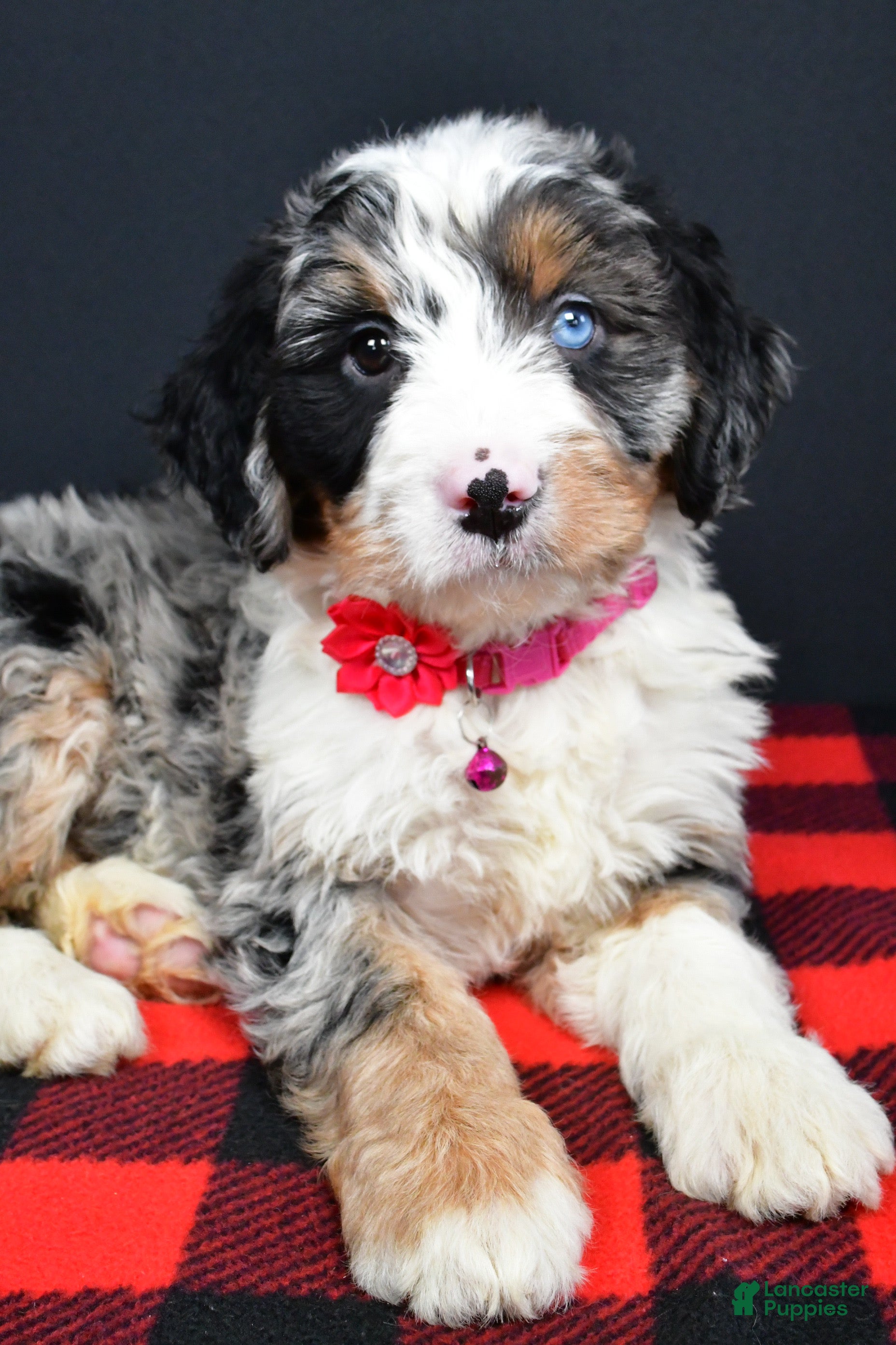 Mini Bernedoodle dogs Brenda - Ad 2