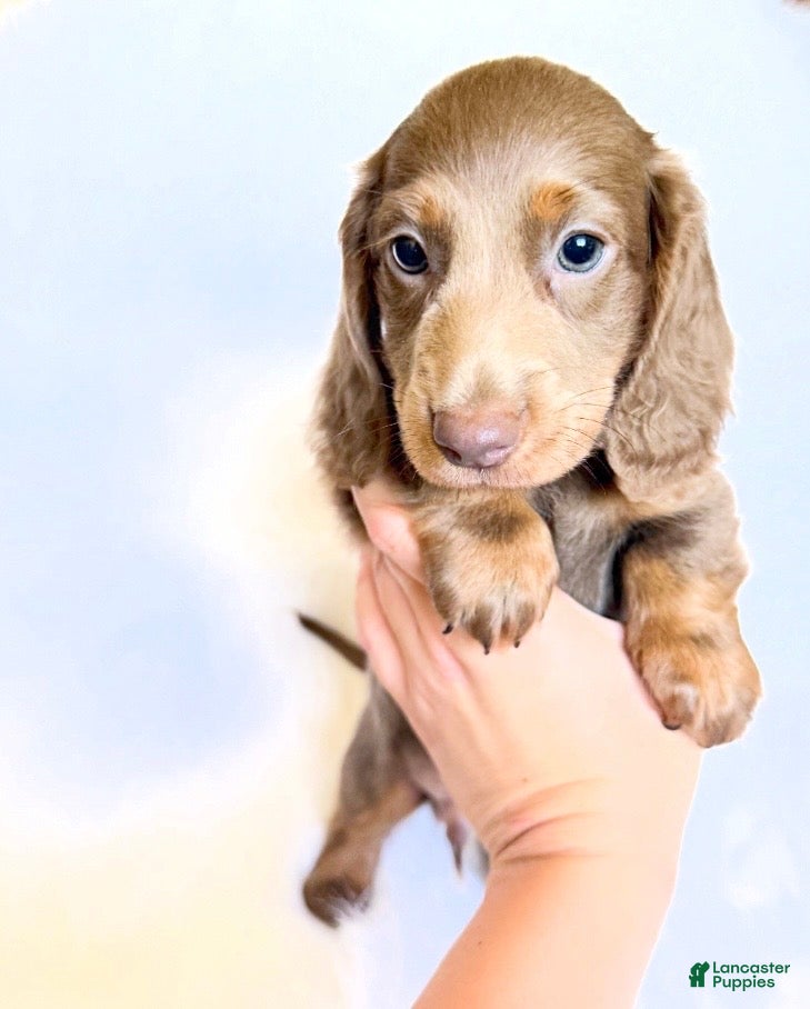 Miniature Dachshund dogs Scottie - Ad 6