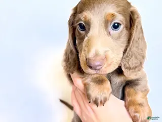 Miniature Dachshund dogs Scottie - Ad 6