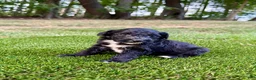 Portuguese Water Dog dogs for sale: Izzy - Ad 11