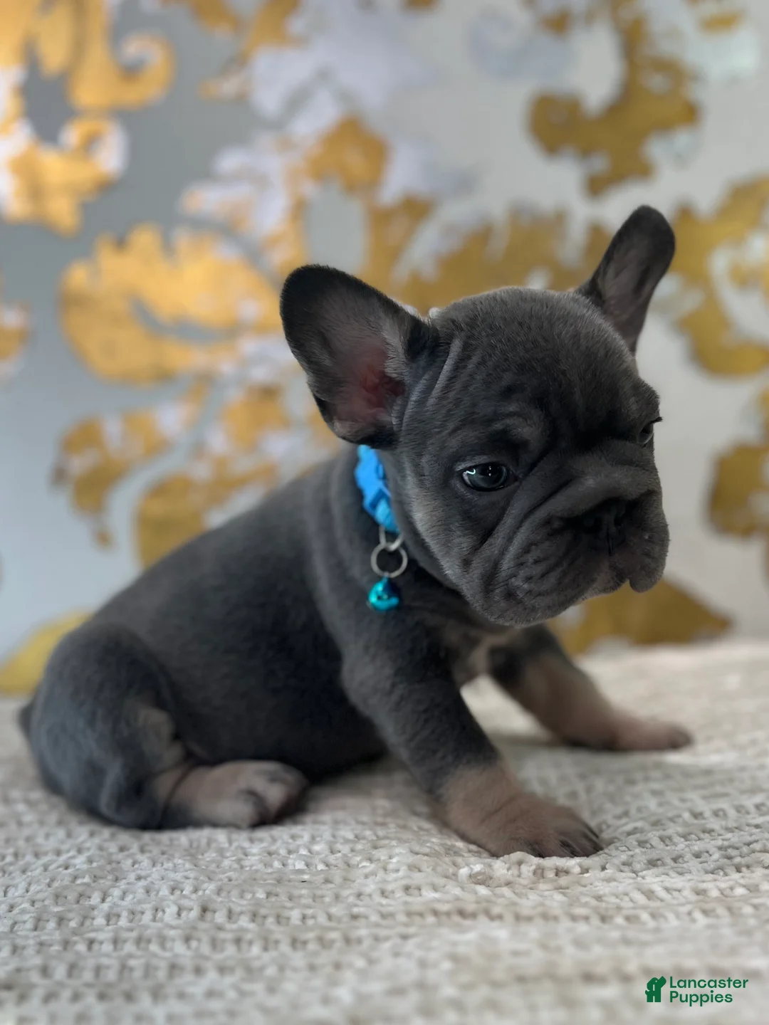 French Bulldog dogs for sale: Blue - Ad 4