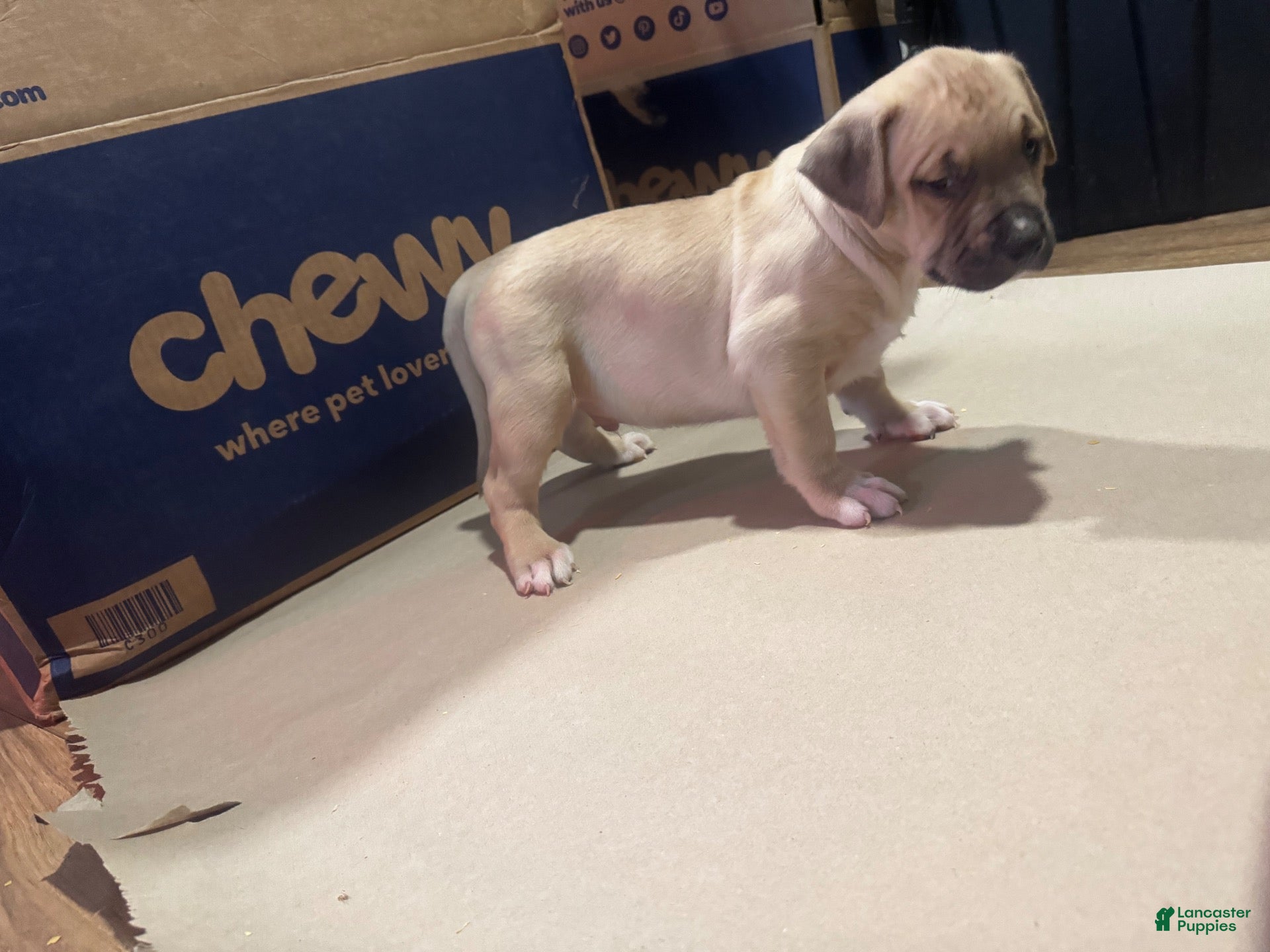 American Bully dogs American Bully 5 - Ad 2