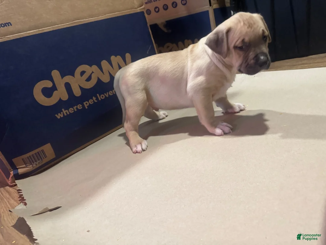 American Bully dogs for sale: American Bully 5 - Ad 2