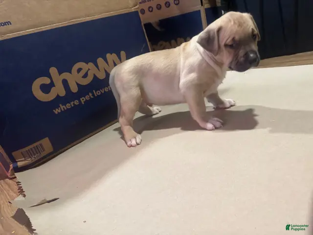 American Bully dogs for sale: American Bully 5 - Ad 2