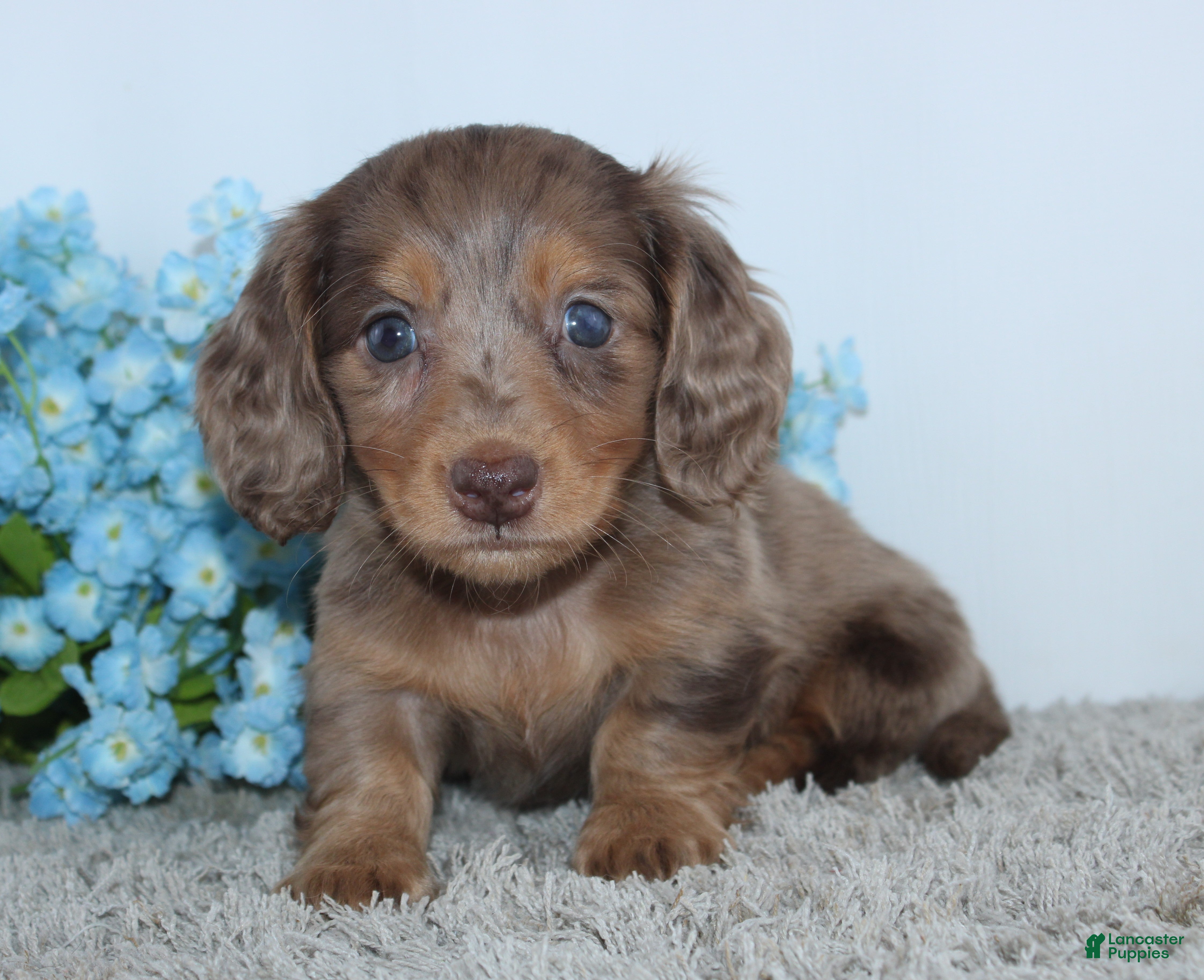 Miniature Dachshund dogs Linden - Ad 1