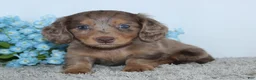 Miniature Dachshund dogs for sale: Linden - Ad 1