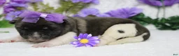 Akita dogs for sale: Honey  - Ad 10