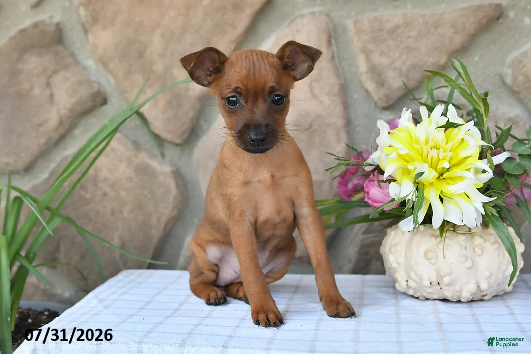 Miniature Pinscher dogs for sale: Taffy - Ad 5