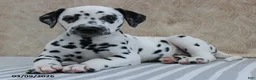 Dalmatian dogs for sale: Honey - Ad 4