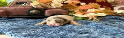 English Bulldog dogs for sale: Delia (darker Merle) - Ad 5